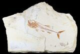Cretaceous Fish (Spaniodon) With Shrimp - Lebanon #173371-1